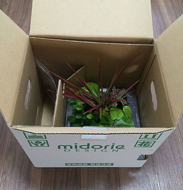 midorie-box