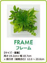 midorie-frame02